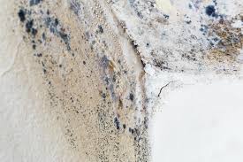 Environmental Consulting for Mold Prevention in Lee Acres, NM